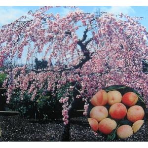 桃の苗木 6寸鉢植え 照手水蜜桃：果樹苗 テルテスイミツモモ