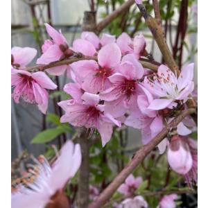 桃の苗木 照手水蜜桃:果樹苗 テルテスイミツモ...の詳細画像2
