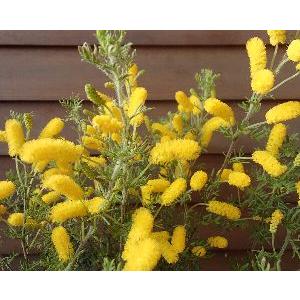 日本花卉ガーデンセンターyahoo 店 アカシア 花木 庭木 Yahoo ショッピング