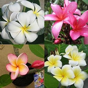 プルメリア（インカゴールド） 5号鉢 （花・蕾はありません） : 日本