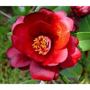 羽衣　椿 5dda445c4a9976dc6daf68c034a465