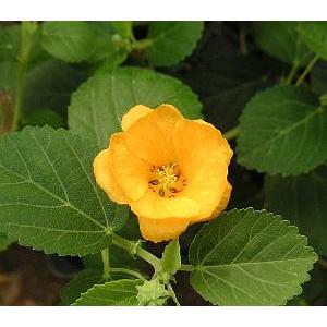 ハワイの花 イリマの商品一覧 通販 Yahoo ショッピング