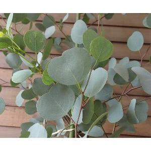 日本花卉ガーデンセンターyahoo 店 ユーカリの苗木 花木 庭木 Yahoo ショッピング