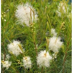 メラレウカ スノーインサマー(4寸ポット植え)...の詳細画像3