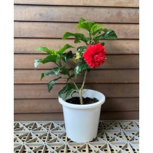 ハイビスカス レッドカーネーション 5寸鉢植え...の詳細画像1