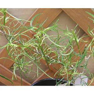 糸葉桑 5寸鉢植え :果樹苗 イトハクワ 細葉桑の商品画像