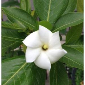 ラウアエ（オキナワウラボシ）3寸ポット植え 苗 苗木 : 日本花卉