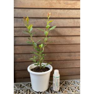 5寸鉢植え イエローストロベリーグアバ:熱帯果樹苗の詳細画像2