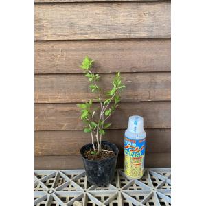 アブラチャン　苗　苗木　ポット植え