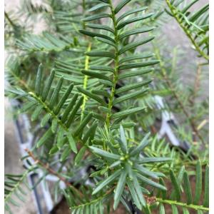 イチイ・アララギ 【雄株】 : 横の植木屋さん - 通販 - Yahoo!ショッピング