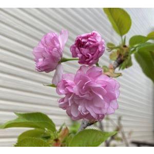 ジャスミン 大輪八重咲きマツリカ プリンセスローズ （4寸鉢植え