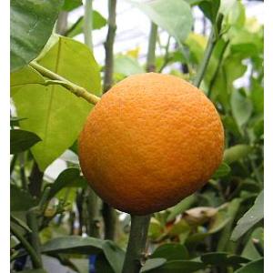 香水レモン（パキスタンレモン） ：果樹苗 柑橘苗 苗木 接木 苗 みかん