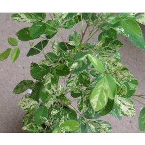 銅葉（赤葉）オオハマボウ（ユウナ） : 日本花卉ガーデンセンターYahoo