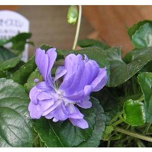 ニオイスミレ 紫花 匂いスミレ 苗 すみれ 菫 Z 日本花卉ガーデンセンターyahoo 店 通販 Yahoo ショッピング