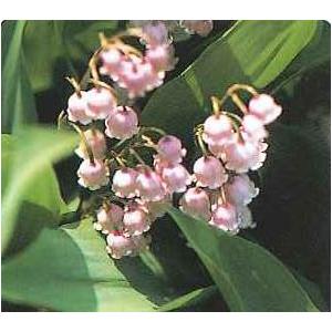 桃色スズラン(ピンクスズラン）　　（すずらんポット植え）　ドイツスズラン