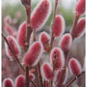 ピンクパールネコヤナギ 猫柳 苗 苗木 ポット植え : 日本花卉ガーデン