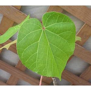 オオハマボウ（ユウナ） : 日本花卉ガーデンセンターYahoo!店 - 通販