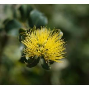 オヒアレフア 4寸植え(黄花) 苗 苗木 ドワ...の詳細画像1