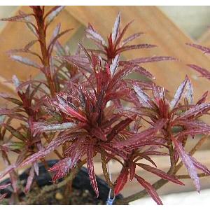 オタクミツツジ（小田汲躑躅）　ヤクシマオタクミツツジ　オダクミツツジ　ヤクシマツツジ