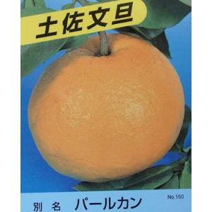 文旦 苗木 【土佐文旦 （とさぶんたん）】 1年生 接ぎ木苗 : 苗木の