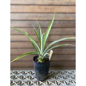 セール・稀少】 パキスタンレモン (香水)接ぎ木2年生苗 （長レモン