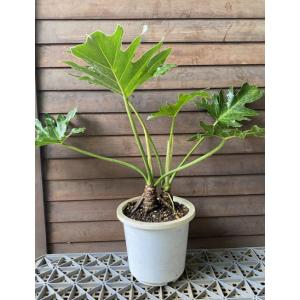 セロウム（セローム）6寸鉢