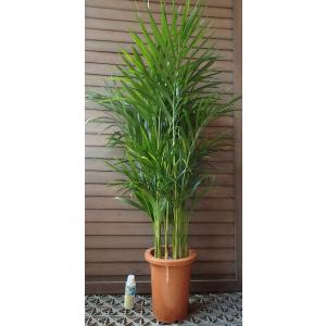 ブラへアアルマータ　苗木 (28本) ブラへアアルマータ 苗木 (28本)