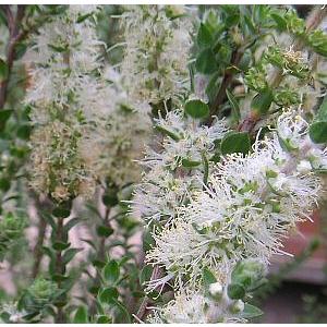 メラレウカ　センテッドペーパーバーク　樹高50〜80センチ程度です