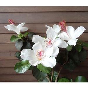 フウリンブッソウゲ ハイビスカス原種 ハイビスカス 苗 フウリンブッソウゲ 1株 風鈴仏桑花