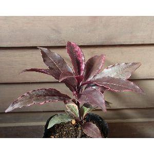 ラウアエ（オキナワウラボシ）3寸ポット植え 苗 苗木 : 日本花卉