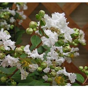 サルスベリ 白系花品種百日紅 Z 日本花卉ガーデンセンターyahoo 店 通販 Yahoo ショッピング