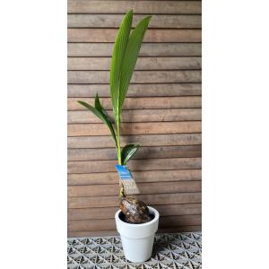 ブラヘア アルマータ （7寸鉢植え） : 日本花卉ガーデンセンターYahoo