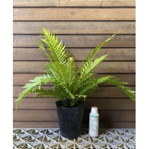 ヘゴ クーペリー 8号鉢植え 大株 ヘゴの木（ヘゴシダ） : 日本花卉