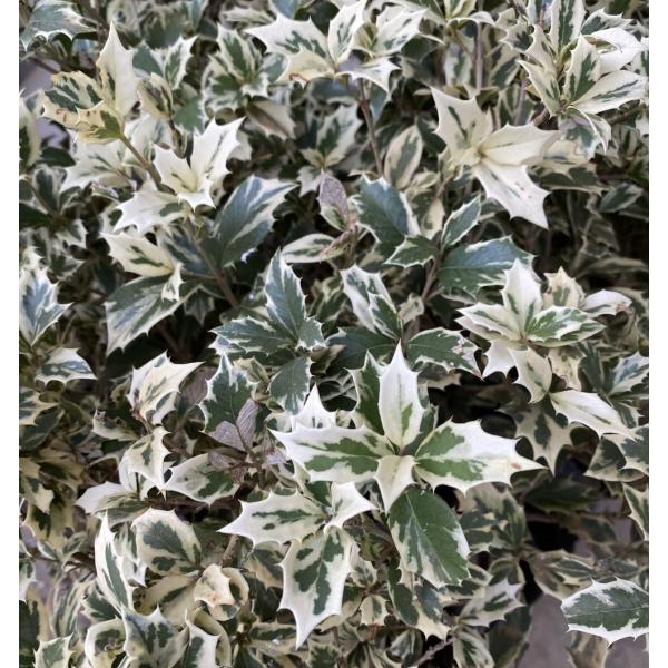 白斑入りヒイラギ（白斑入り葉柊）　5寸ポット植え　白斑のヒイラギ　シマヒイラギ　苗　苗木