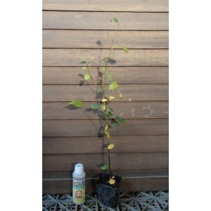 クロモジ （黒文字） 根巻き苗 : 苗木部 花ひろばオンライン - 通販