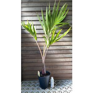 ブラヘア アルマータ （7寸鉢植え） : 日本花卉ガーデンセンターYahoo