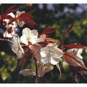 山桜 ヤマザクラ 桜 苗木 さくら 苗 サクラ Z 日本花卉ガーデンセンターyahoo 店 通販 Yahoo ショッピング