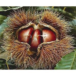 栗　苗木　苗　美玖里　ミクリ　みくり（栗）：果樹苗　PVP商品（種苗法登録品種）