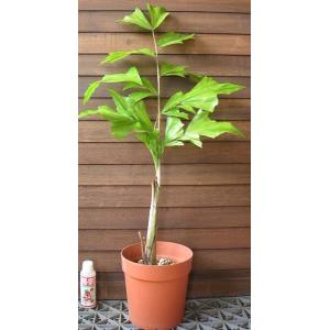 ブラヘア アルマータ （7寸鉢植え） : 日本花卉ガーデンセンターYahoo