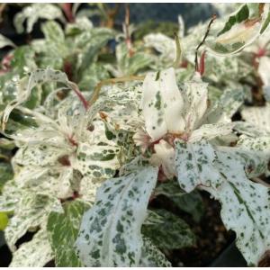 鉢植え ハイビスカス レッドフラミンゴ : 日本花卉ガーデンセンター