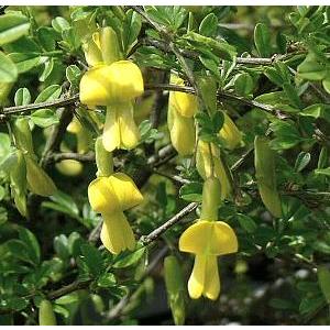 7号鉢：大株 プルメリア（レモンサンセット） 2〜3本立ち（枝物） 7号