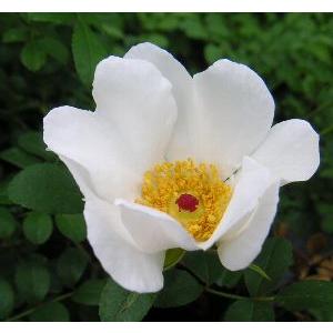 カカヤンバラ ヤエヤマノイバラ ヤエヤマノバラ 八重山野薔薇 紅芯 苗 苗木 Z 日本花卉ガーデンセンターyahoo 店 通販 Yahoo ショッピング