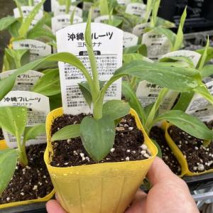 チユウキンレン（雲南地湧金蓮）4寸ポット植え : 日本花卉ガーデン