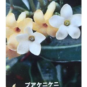 ジャスミン 大輪八重咲きマツリカ プリンセスローズ （4寸鉢植え