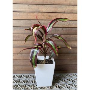 斑入屋久島オナガカエデ 脇坂錦 6寸鉢植え : 日本花卉ガーデン
