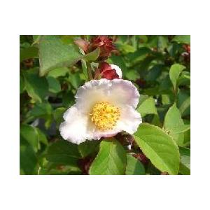 本白玉（白玉）：椿（ツバキ） 3寸ポット苗 : 日本花卉ガーデン