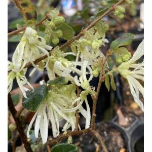 クラウン・フラワー（紫花） クラウンフラワー 5寸鉢 : 日本花卉