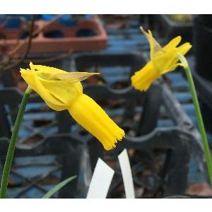 日本花卉ガーデンセンターyahoo 店 水仙の球根 苗 球根 Yahoo ショッピング