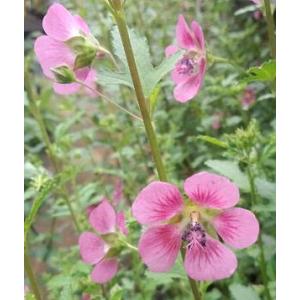 瑠璃玉アザミ（あざみ）ルリタマアザミ : 日本花卉ガーデンセンター