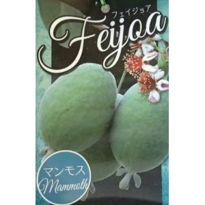 フェイジョア アポロ 楽天市場】フェイジョア 苗 【アポロセレクト】 2年生 挿し木苗